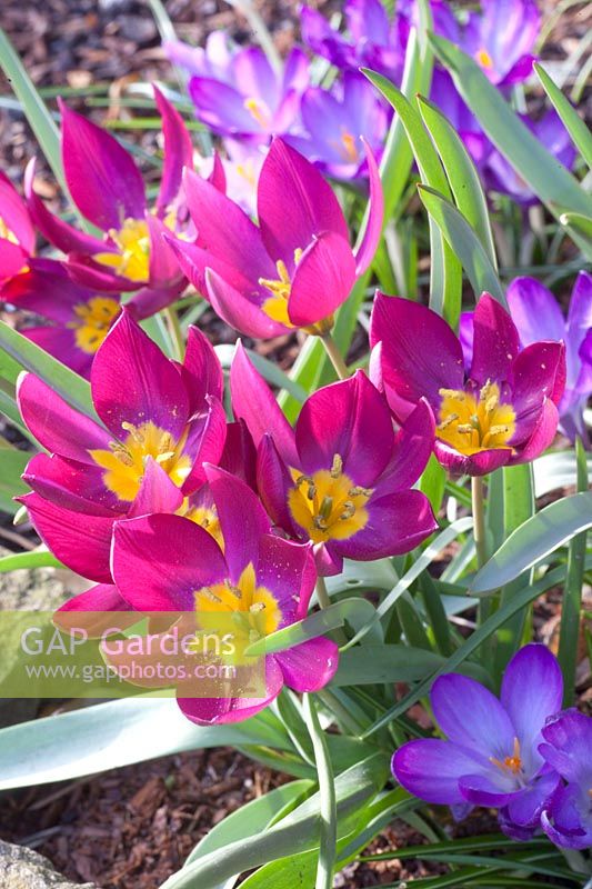Dwarf tulip and crocus, Tulipa humilis Persian Pearl, Crocus tommasinianus Whitewell Purple 