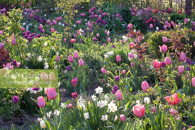 Bed with tulips, Tulipa 