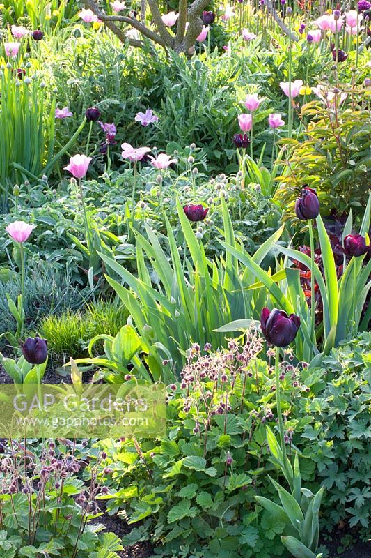 Bed with tulips and emerging perennials, Geum rivale, Geranium Sirak, Paeonia lactiflora Double White, Centaurea hypoleuca John Coutts, Iris barbata 