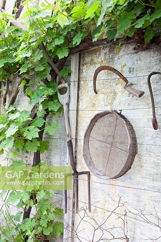 Grapevines and old garden tools, Vitis vinifera 