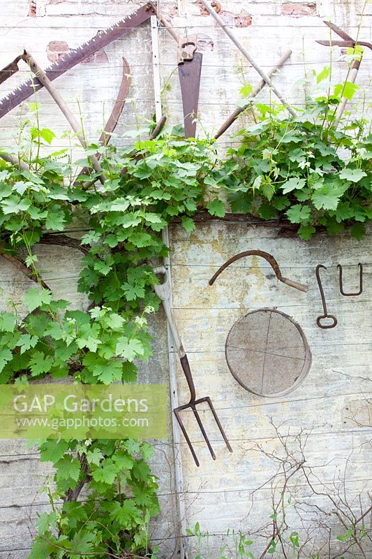 Grapevines and old garden tools, Vitis vinifera 