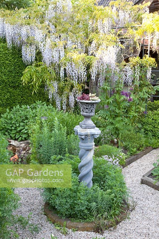 Herb garden, Wisteria sinensis 