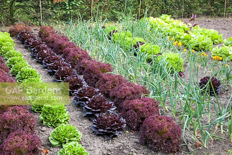 Vegetable garden with lettuce and onions, Lactuca sativa, Allium cepa 