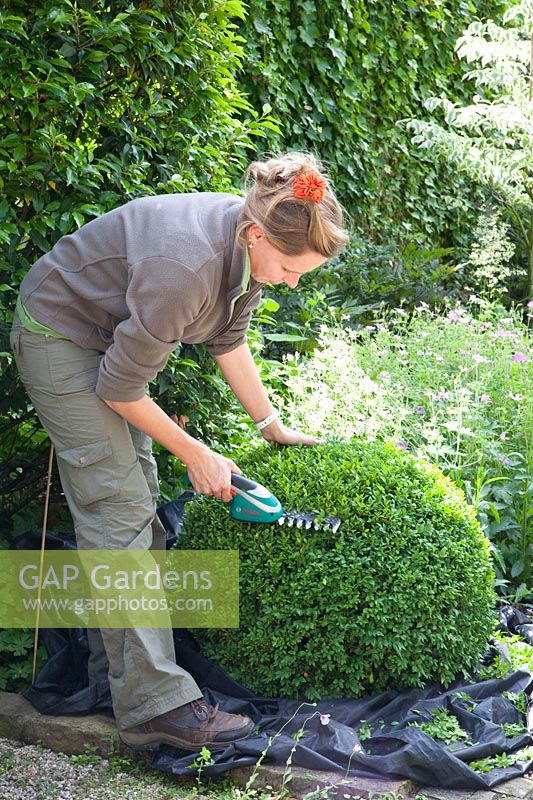Woman pruning boxwood, Buxus sempervirens 