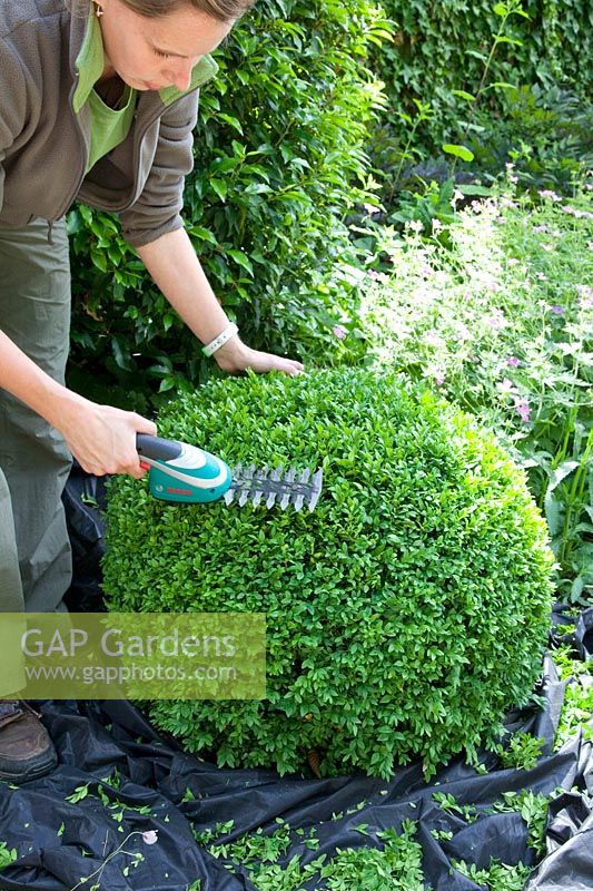 Woman cutting boxwood, Buxus sempervirens 