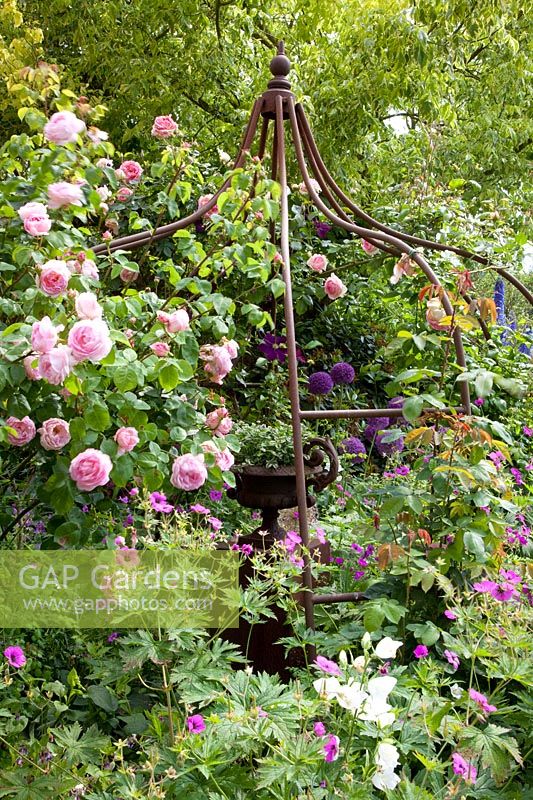Rose arch, Rosa Constance Spry 