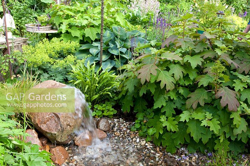 Mini pond with bubble stone, Hosta, Hydrangea quercifolia, Alchemilla mollis, Asplenium scolopendrium 