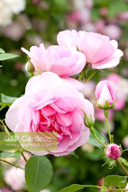 English Rose, Rosa Cariad, Austin Roses 