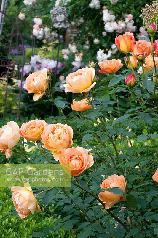English Rose, Rosa Lady of Shalott, Austin Roses 