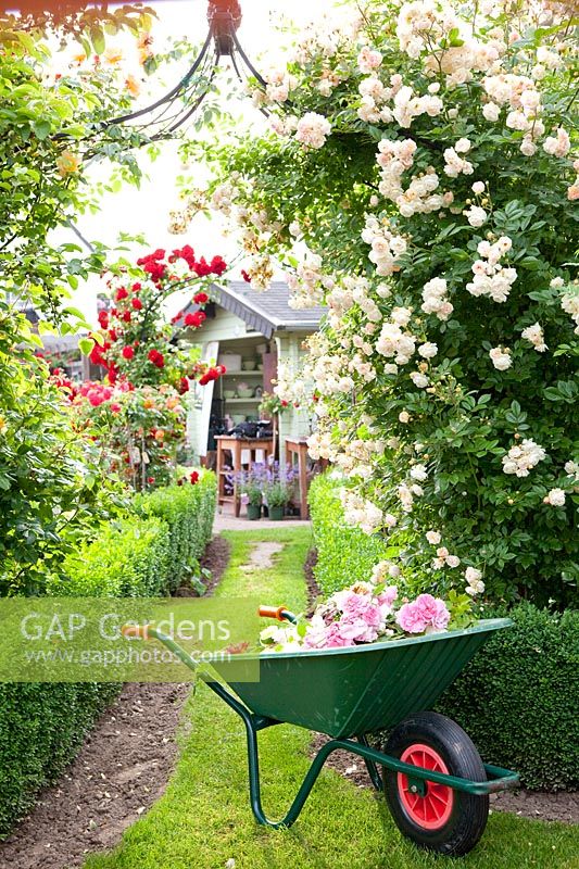 Rose arch with Rosa Ghislaine de Feligonde, faded roses in wheelbarrow 