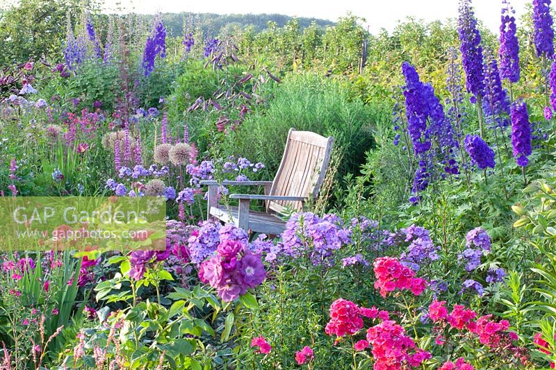 Seating area with Phlox paniculata Lilac Time, Phlox paniculata Grenadine Dream, Rosa, Delphinium Pagan Purples 