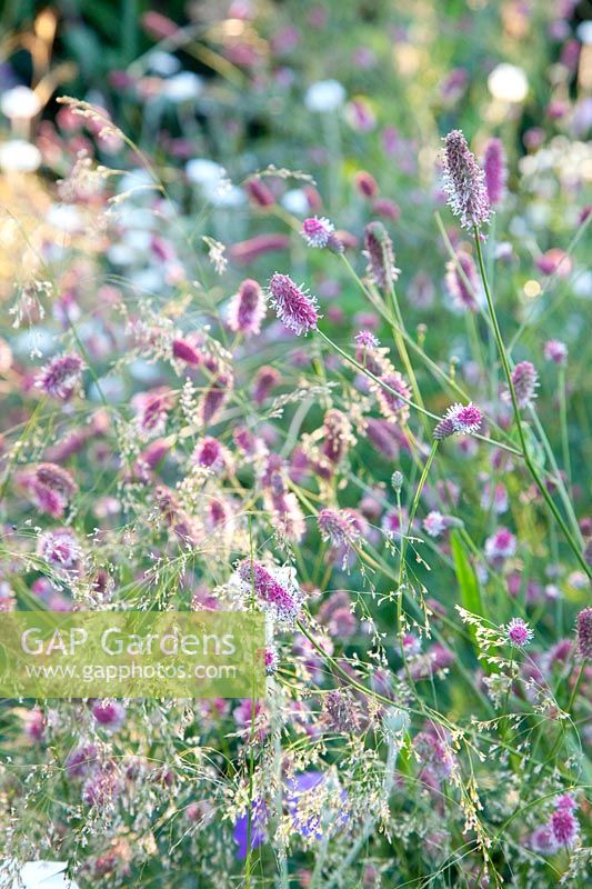 Meadow burnet and hair grass, Deschampsia cespitosa, Sanguisorba officinalis Pink Tanna 