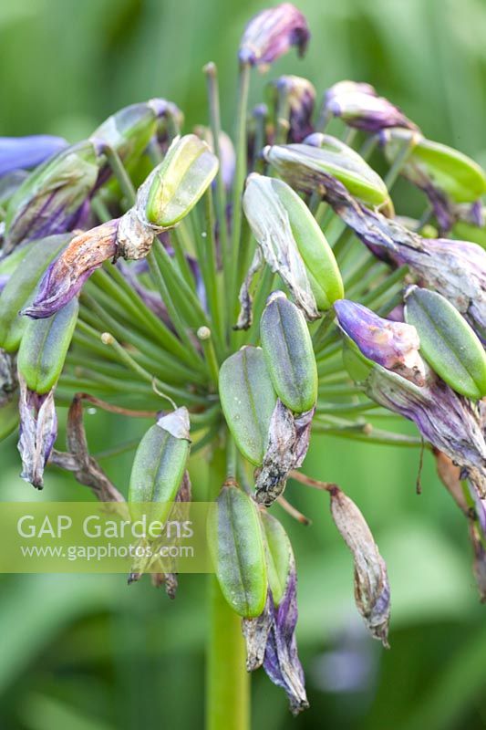 Faded ornamental lily with seed capsules, Agapanthus 