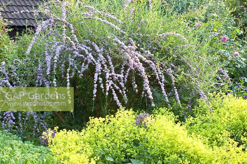 Lady's mantle and summer lilac, Alchemilla mollis, Buddleia alternifolia 