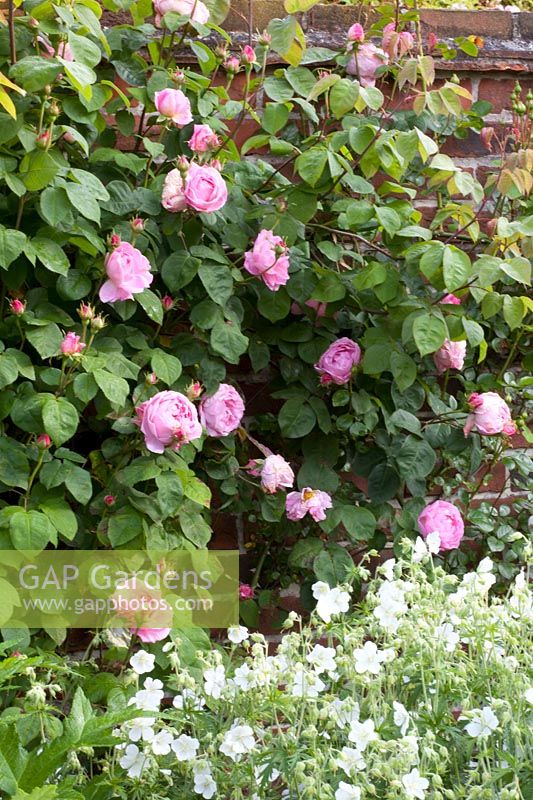 English Rose, Rosa Constance Spry,Geranium pratense Album 