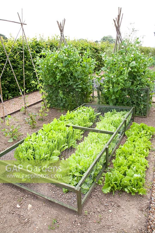 Beds with lettuce and sugar snap peas, Lactuca sativa, Oregon sugar pods, Pisum sativum 
