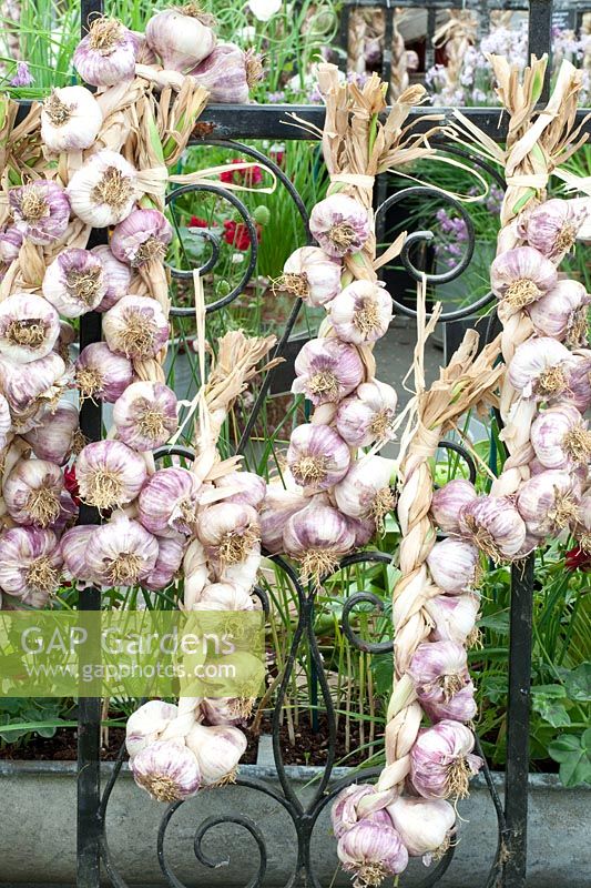 Portrait Garlic braids, Allium sativum 