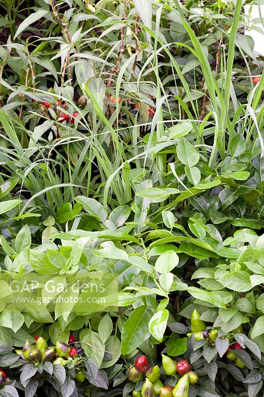 Spice plants, Capsicum annuum Samba, Ocimum basilicum Horapha, Curcuma longa, Zinger officinale, Persicaria odorata, Cymbopogon citratus 