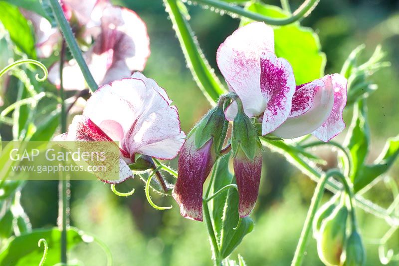Portrait of sweet pea, Lathyrus odoratus Wiltshire Ripple 