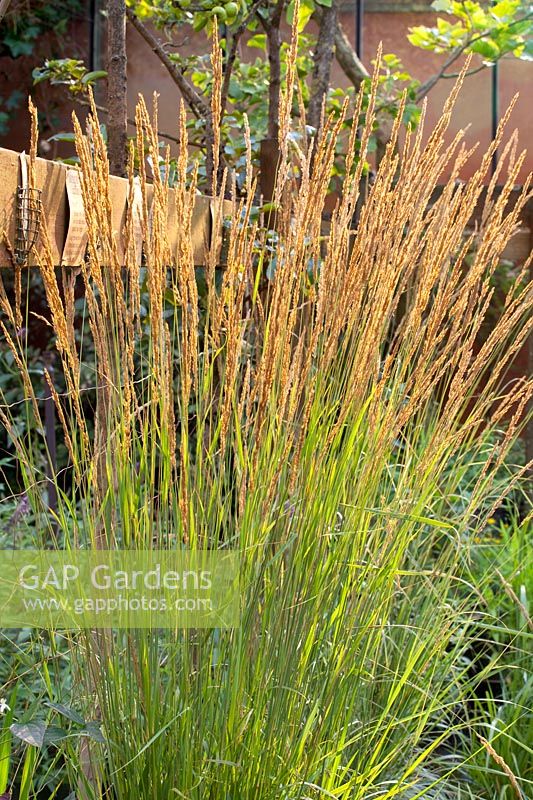 Reed grass, Calamagrostis acutiflora Karl Förster 