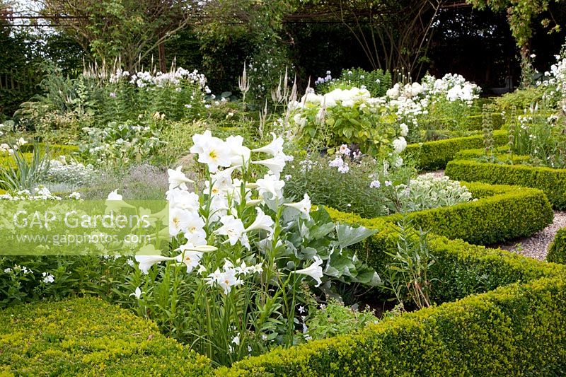 White garden with trumpet lily, Lilium longiflorum White Elegance, Phlox, Hydrangea arborescens Annabelle 