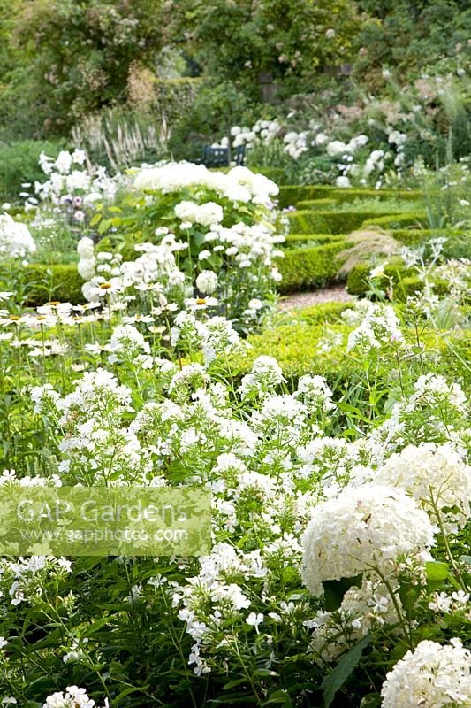 White garden with phlox, Hydrangea arborescens Annabelle 