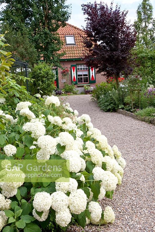 Front garden with Hydrangea arborescens Annabelle 