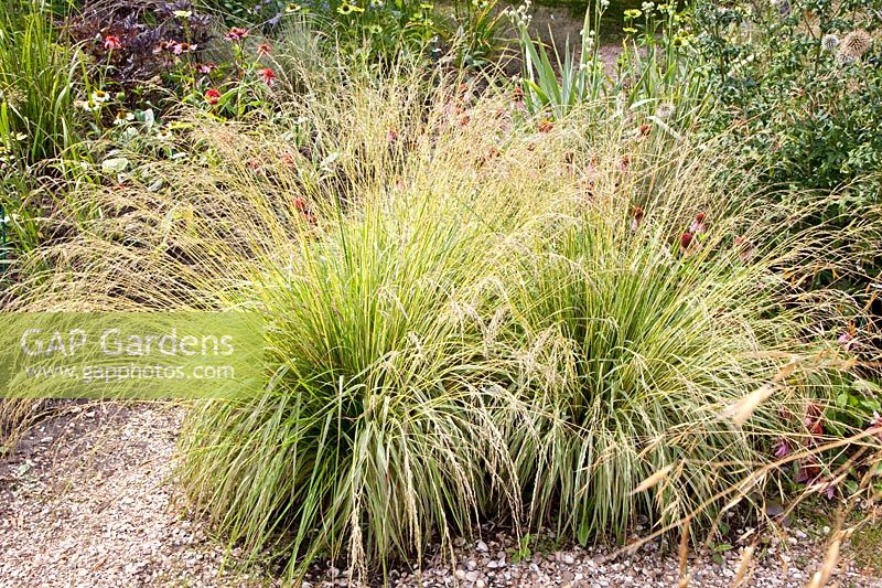Moor grass, Molinia caerulea Variegata 