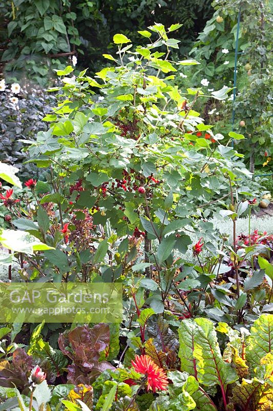 Vegetable garden with currants, chard, dahlia, Ribes rubrum Jonkheer van Tets, Beta vulgaris Bright Lights, Dahlia Garden Miracle 
