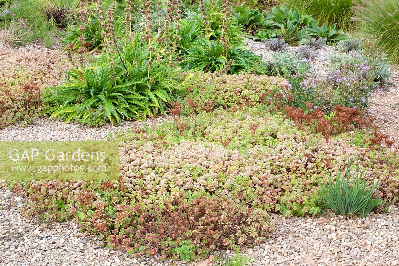 Stonecrop, Sedum spurium Tricolor 