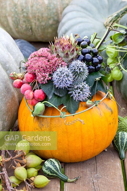 Pumpkin arrangement, Cucurbita pepo, Hedera helix, Sedum Herbstfreude, Malus Red Sentinel, Echinops ritro Veitchs Blue etc. 