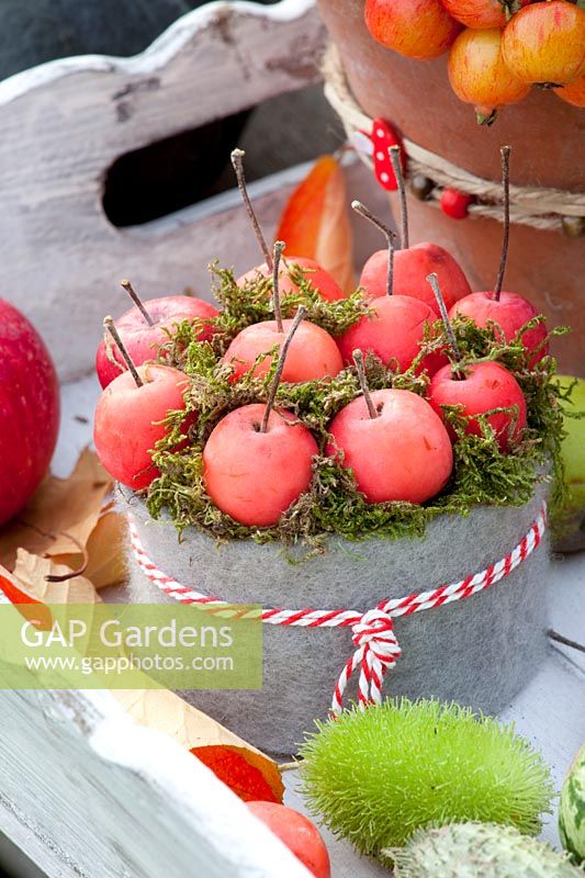 Arrangement with ornamental apples, Malus Red Sentinel, Cucumis dipsaceus 
