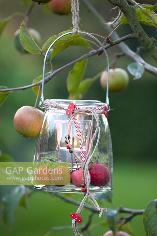 Lantern with ornamental apples, Malus Red Sentinel 