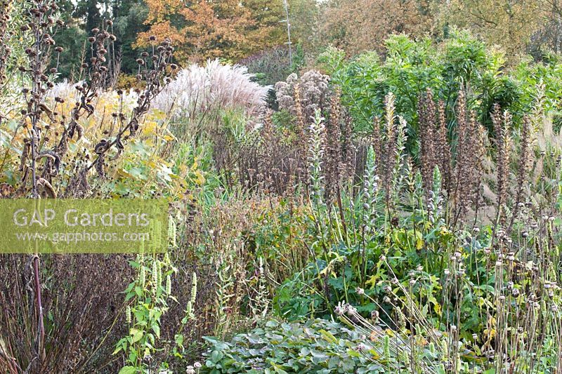 Autumn Garden, Acanthus Mornings Candle, Miscanthus, Inula, Agastache 