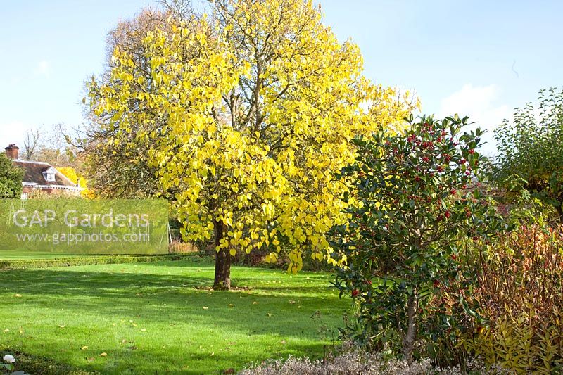 Mulberry tree in autumn colours and holly, Morus alba, Ilex aquifolium JC van Tol 