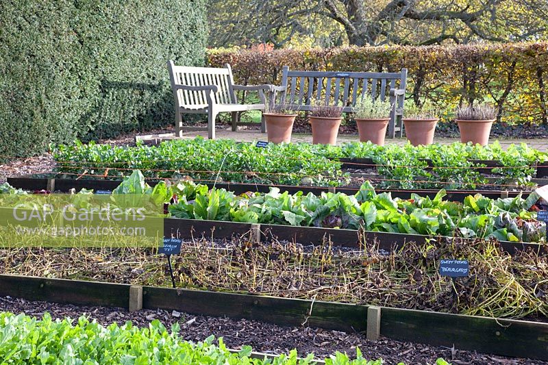 Vegetable garden in late autumn, Radicchio Palla Rossa, celeriac, radishes, Raphanus sativus, Apium graveolens, Cichorium intybus Palla Rossa 