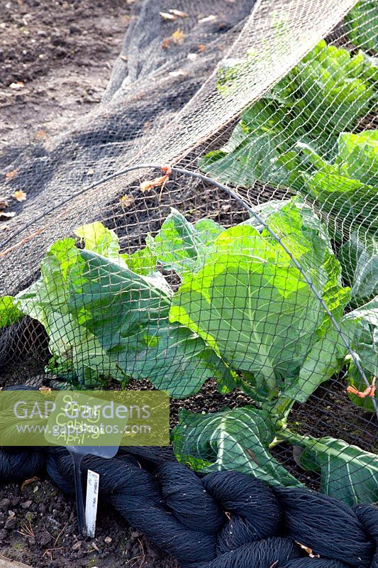 Winter cabbage under net, spring cabbage, Brassica oleracea April 
