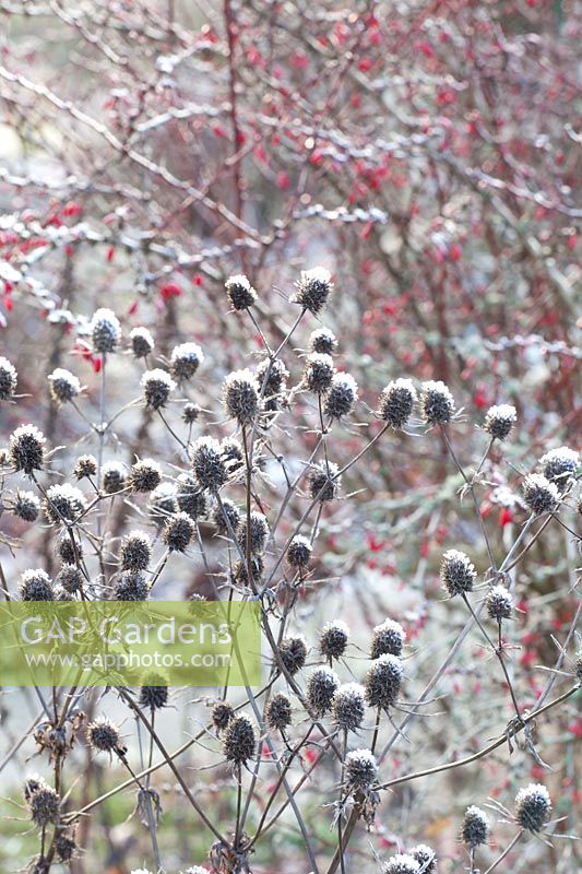 Seed head in winter, noble thistle, barberry, eryngium, Berberis thunbergii Atropurpurea 