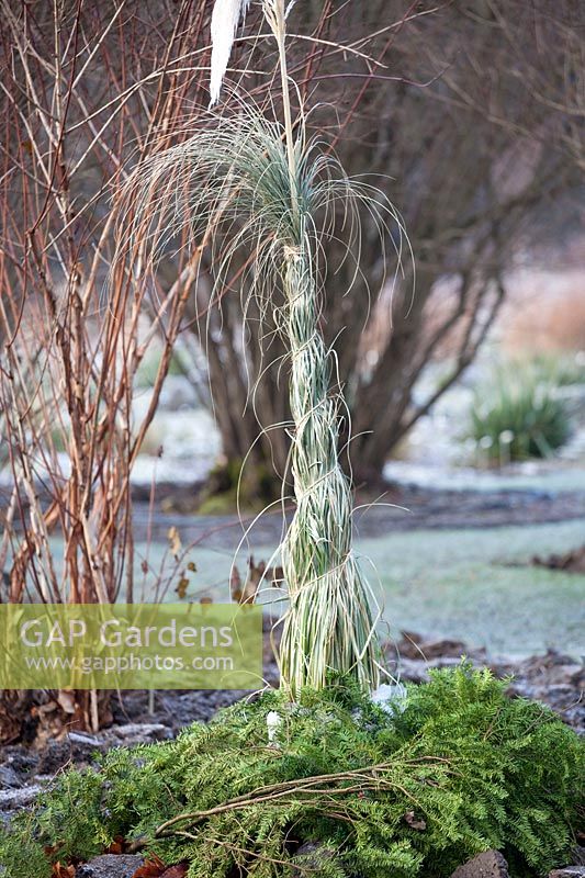Winter protection for Pampas grass, Cortaderia selloana 