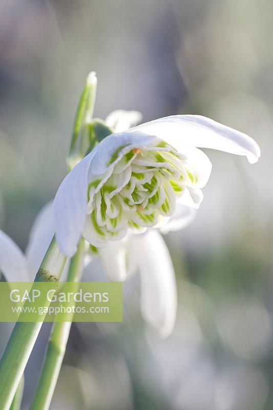 Snowdrop, Galanthus nivalis Flore Pleno 