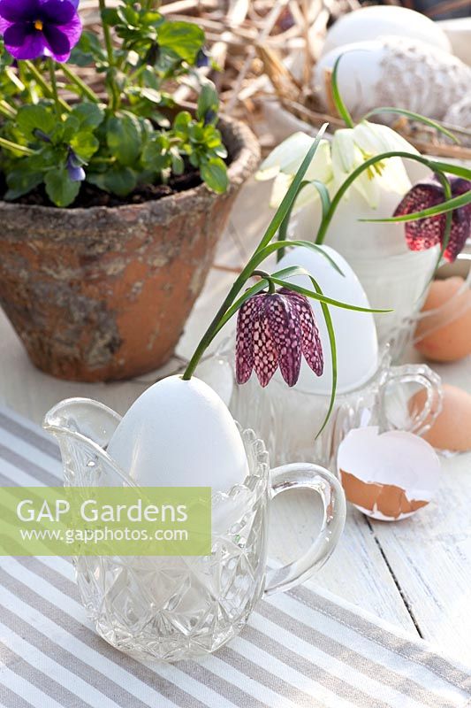 Table decoration Easter, eggs as vase, Fritillaria meleagris 