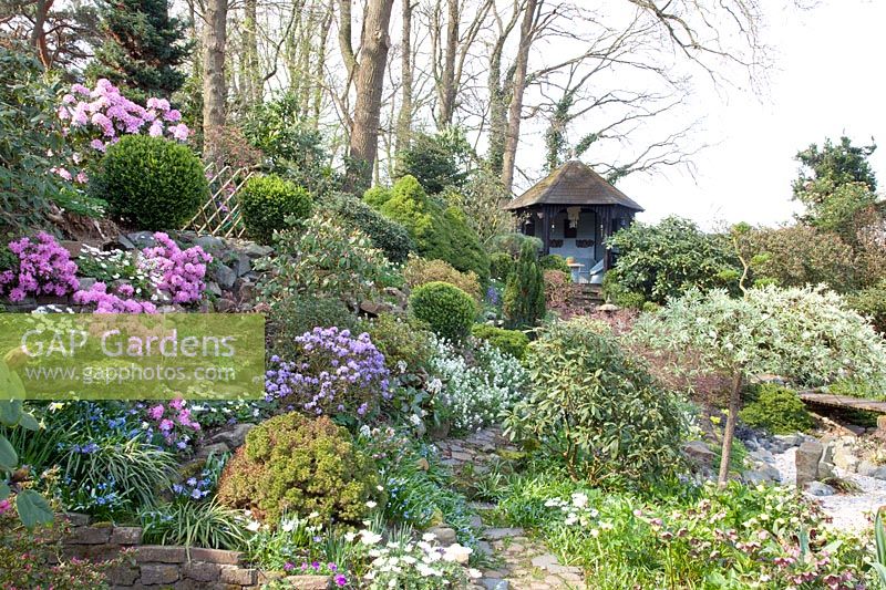 Garden with gazebo, Viburnum burkwoodii, Rhododendron Pintail, Rhododendron Blue Diamond, Anemone blanda White Splendour, Scilla siberica 