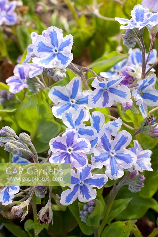 Remember, Omphalodes cappadocica Starry Eyes 