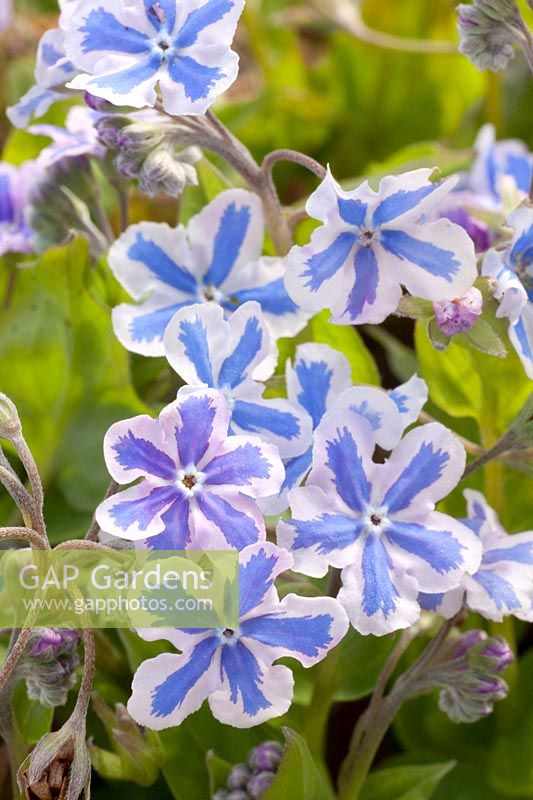 Remember, Omphalodes cappadocica Starry Eyes 