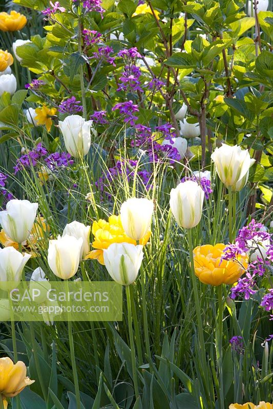 Tulipa Yellow Pomponette; Tulipa viridiflora Spring Green,Tulipa White Heart,Lunaria annua 
