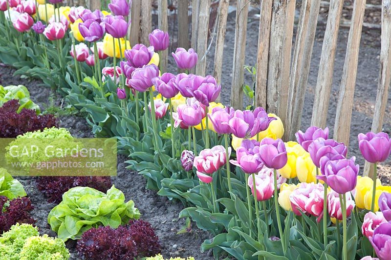 Lettuce and tulips, Tulipa Wirosa, Tulipa Purple Flag, Tulipa Yellow Flight, Lollo Rosso, Lollo Bionda 