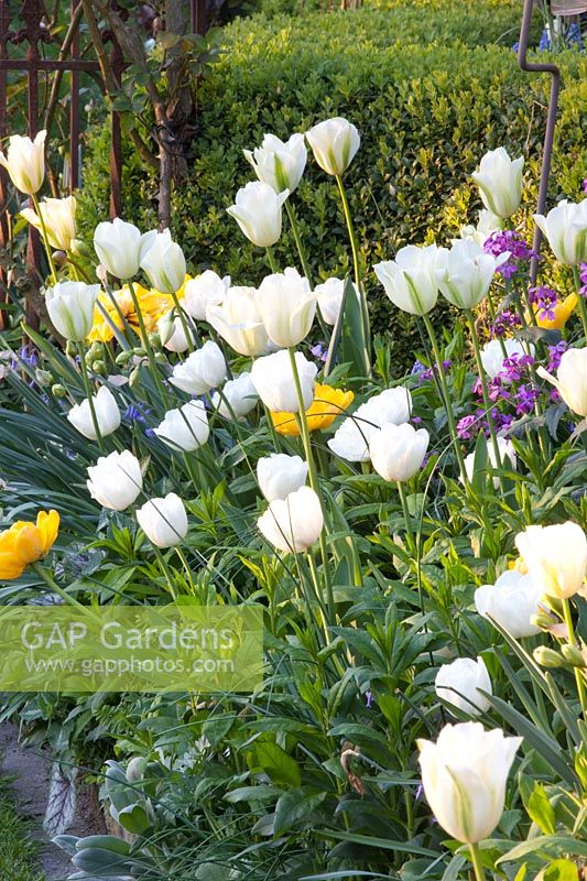 Tulipa Yellow Pomponette; Tulipa viridiflora Spring Green,Tulipa White Heart 