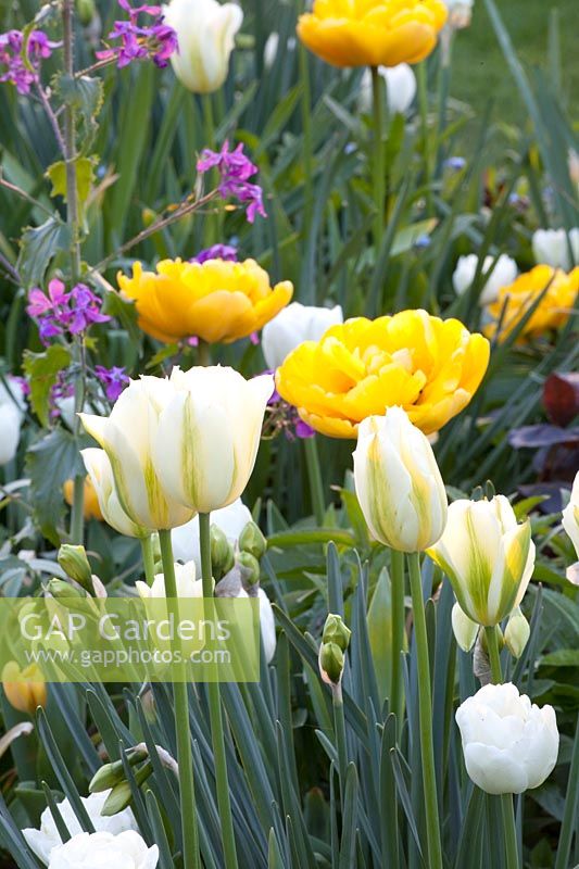 Tulipa Yellow Pomponette, Tulipa viridiflora Spring Green, Tulipa White Heart 