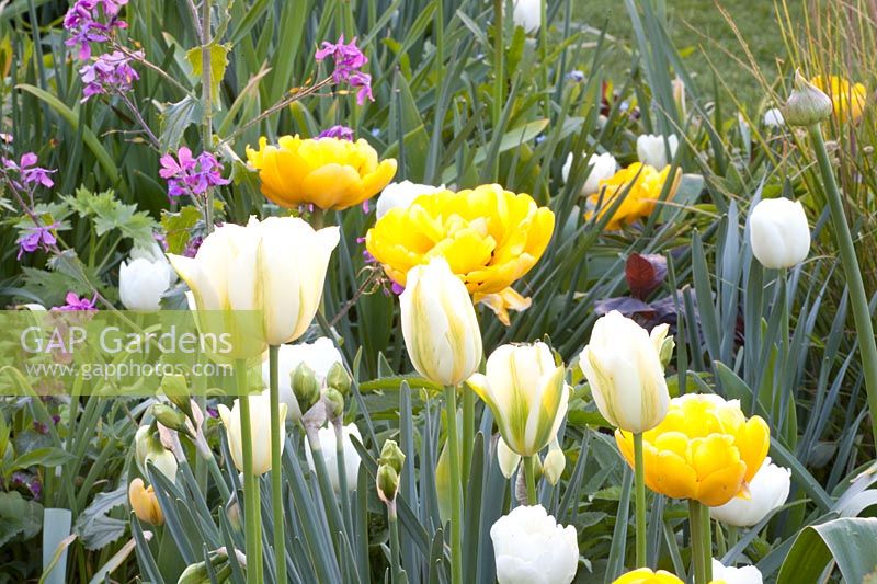 Tulipa Yellow Pomponette; Tulipa viridiflora Spring Green,Tulipa White Heart 