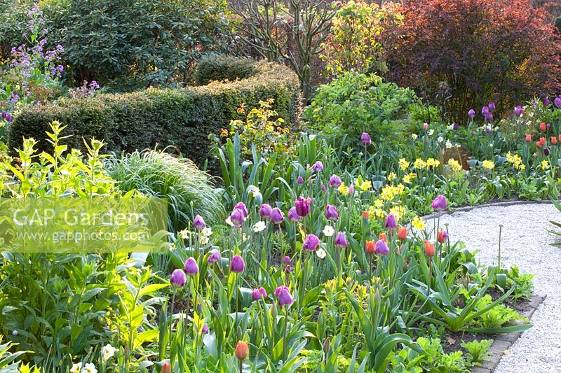 Garden with Narcissus WPMillner, Tulipa Negrita, Tulipa Princess Irene, Berberis thunbergii, Taxus 